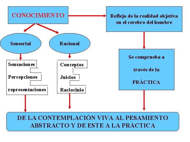 CONOCIMIENTO Sensorial Reflejo de la realidad objetiva en el cerebro del hombre Racional Sensaciones