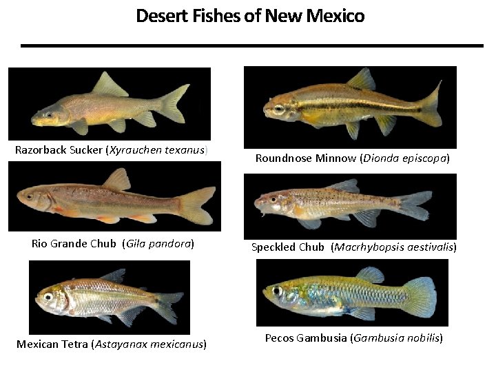 Desert Fishes of New Mexico Razorback Sucker (Xyrauchen texanus) Roundnose Minnow (Dionda episcopa) Rio