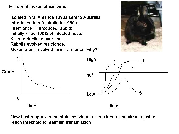 History of myxomatosis virus. Isolated in S. America 1890 s sent to Australia Introduced