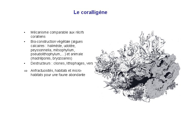 Le coralligène • • • Mécanisme comparable aux récifs coralliens Bio-construction végétale (algues calcaires