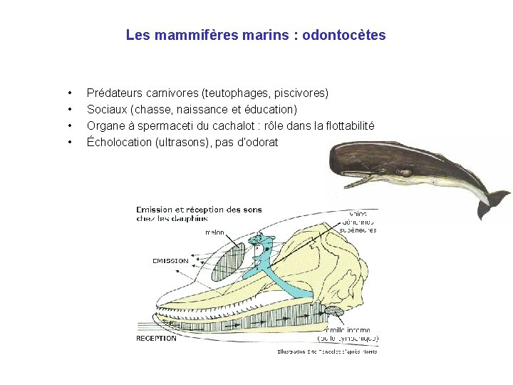 Les mammifères marins : odontocètes • • Prédateurs carnivores (teutophages, piscivores) Sociaux (chasse, naissance