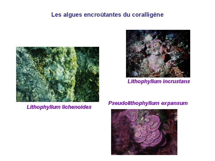 Les algues encroûtantes du coralligène Lithophyllum incrustans Lithophyllum lichenoides Pseudolithophyllum expansum 