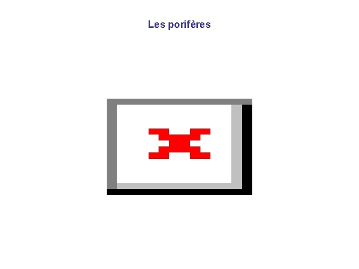 Les porifères 