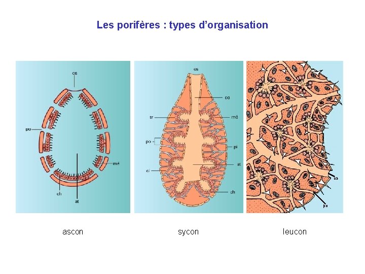 Les porifères : types d’organisation os po ascon sycon leucon Les porifères : types d’organisation os po ascon sycon leucon