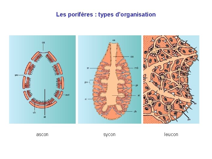 Les porifères : types d’organisation os po ascon sycon leucon 