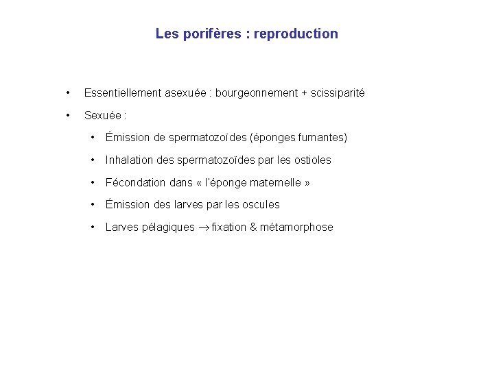 Les porifères : reproduction • Essentiellement asexuée : bourgeonnement + scissiparité • Sexuée :