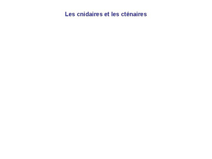 Les cnidaires et les cténaires Les cnidaires et les cténaires