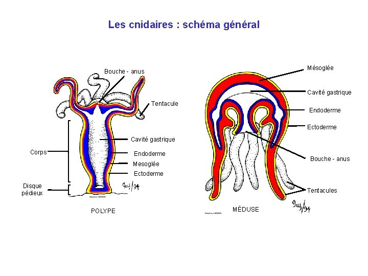 Les cnidaires : schéma général Mésoglée Bouche - anus Cavité gastrique Tentacule Endoderme Ectoderme