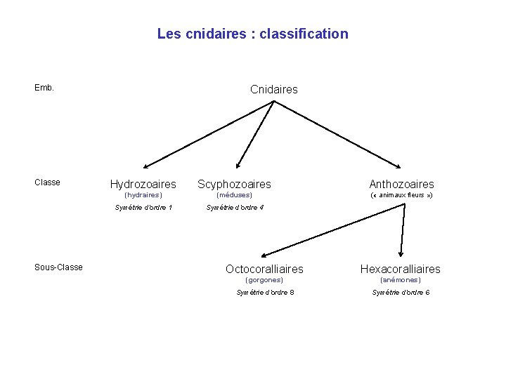 Les cnidaires : classification Emb. Classe Sous-Classe Cnidaires Hydrozoaires Scyphozoaires Anthozoaires (hydraires) (méduses) (