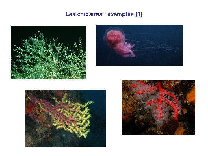Les cnidaires : exemples (1) Les cnidaires : exemples (1)