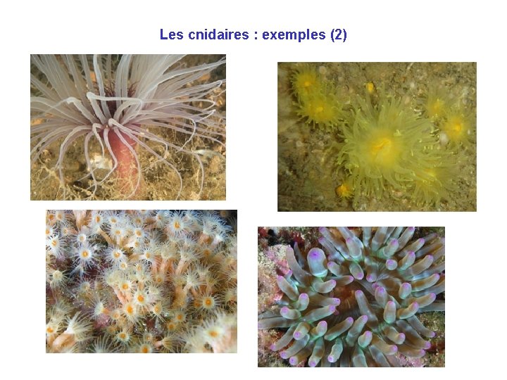 Les cnidaires : exemples (2) Les cnidaires : exemples (2)
