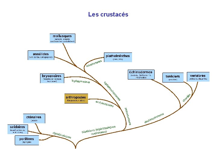 Les crustacés Les crustacés