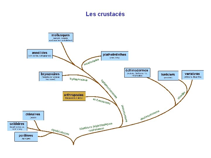 Les crustacés 