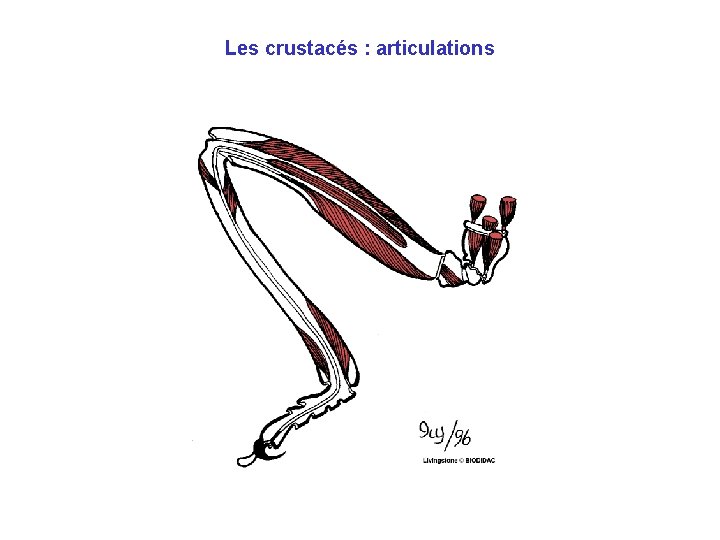 Les crustacés : articulations Les crustacés : articulations