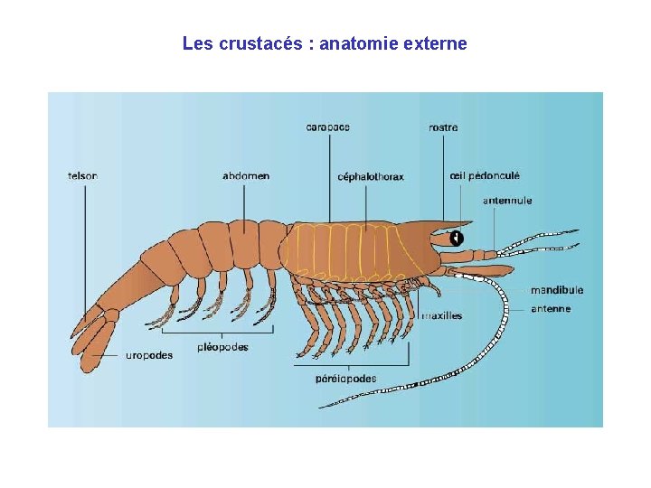 Les crustacés : anatomie externe 