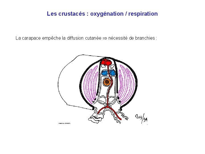 Les crustacés : oxygénation / respiration La carapace empêche la diffusion cutanée nécessité de