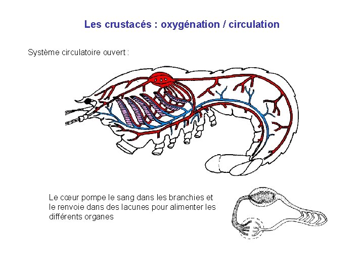 Les crustacés : oxygénation / circulation Système circulatoire ouvert : Le cœur pompe le