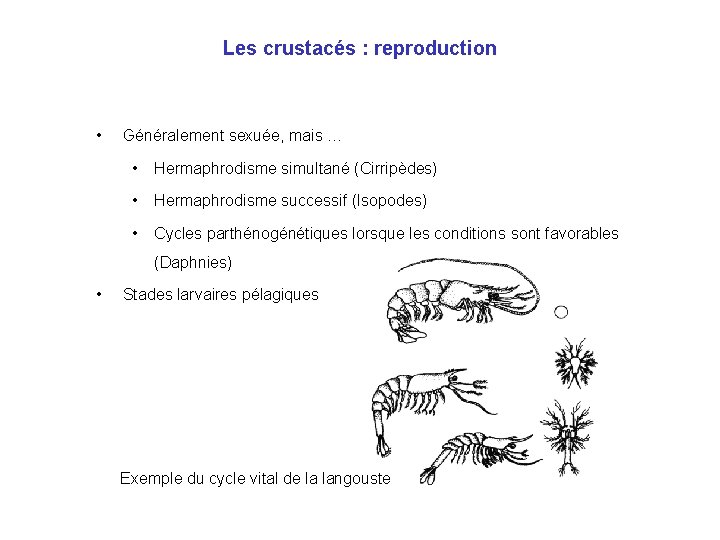 Les crustacés : reproduction • Généralement sexuée, mais … • Hermaphrodisme simultané (Cirripèdes) •