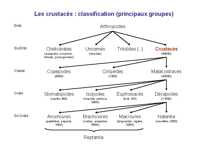 Les crustacés : classification (principaux groupes) Emb. Ss-Emb. Classe Ordre Ss-Ordre Arthropodes Chélicérates Uniramés Les crustacés : classification (principaux groupes) Emb. Ss-Emb. Classe Ordre Ss-Ordre Arthropodes Chélicérates Uniramés