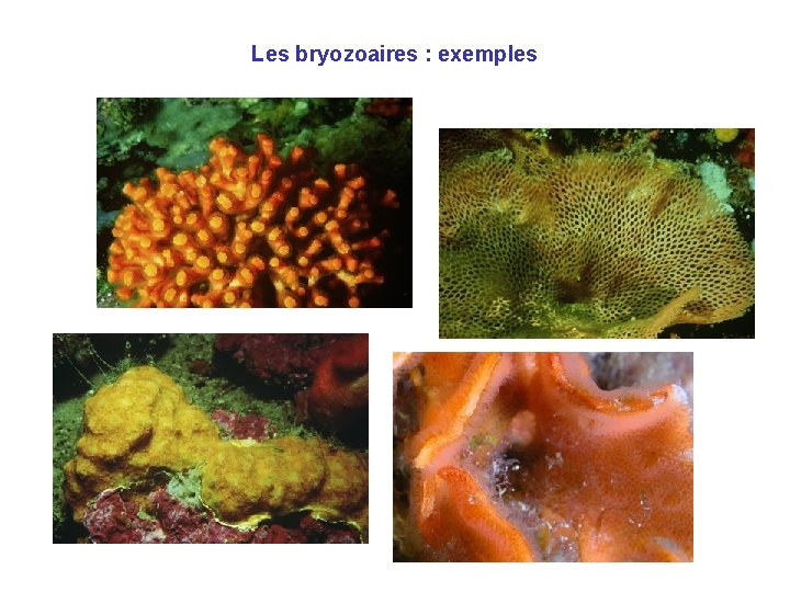 Les bryozoaires : exemples 