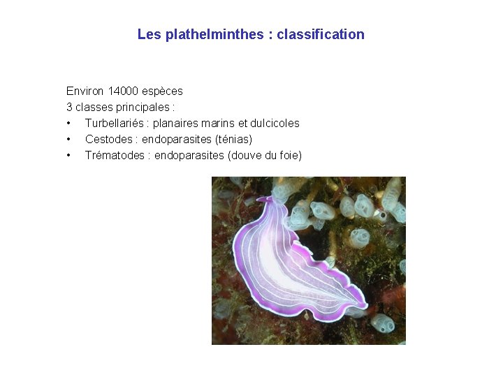 Les plathelminthes : classification Environ 14000 espèces 3 classes principales : • Turbellariés :