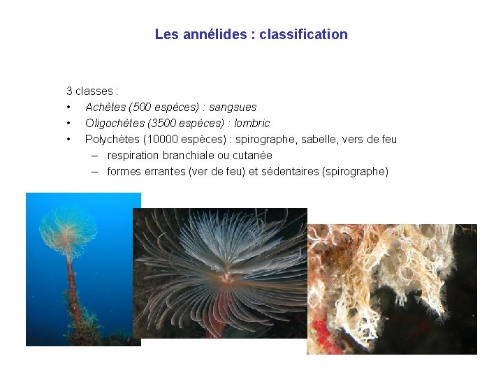 Les annélides : classification 3 classes : • Achètes (500 espèces) : sangsues •