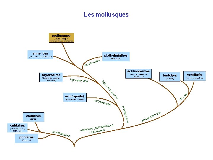 Les mollusques 