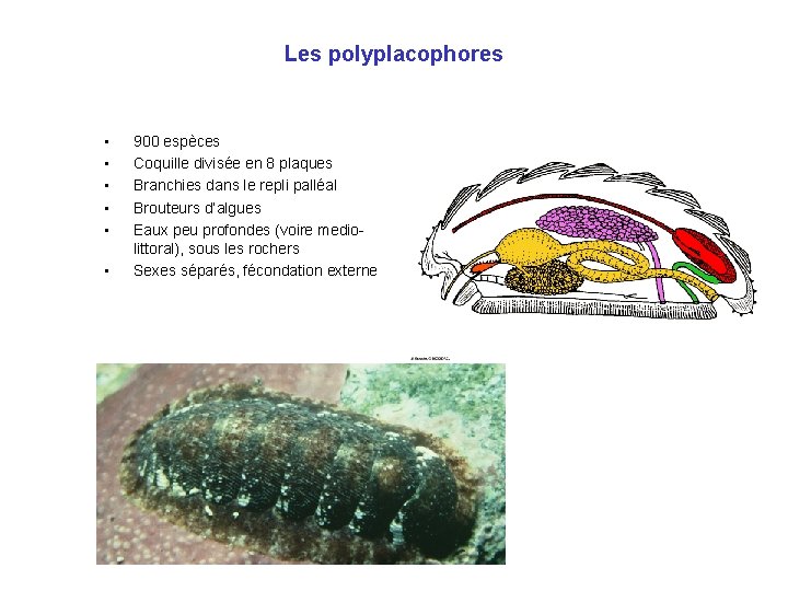 Les polyplacophores • • • 900 espèces Coquille divisée en 8 plaques Branchies dans