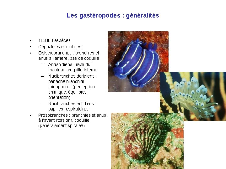 Les gastéropodes : généralités • • 103000 espèces Céphalisés et mobiles Opisthobranches : branchies