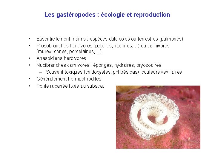 Les gastéropodes : écologie et reproduction • • • Essentiellement marins ; espèces dulcicoles Les gastéropodes : écologie et reproduction • • • Essentiellement marins ; espèces dulcicoles