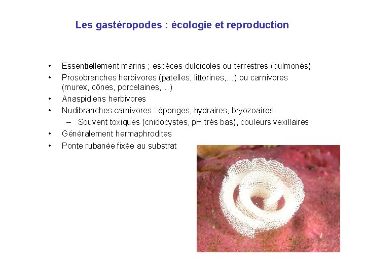 Les gastéropodes : écologie et reproduction • • • Essentiellement marins ; espèces dulcicoles