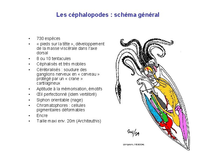 Les céphalopodes : schéma général • • • 730 espèces « pieds sur la