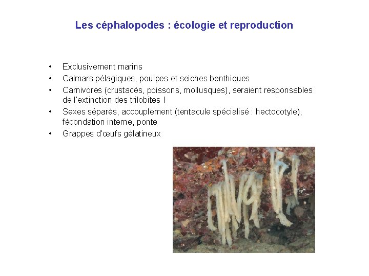 Les céphalopodes : écologie et reproduction • • • Exclusivement marins Calmars pélagiques, poulpes