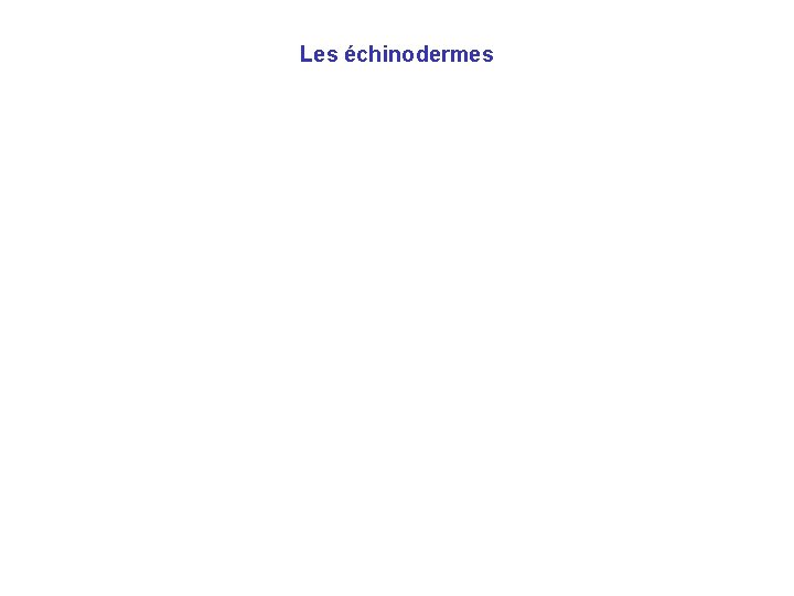 Les échinodermes Les échinodermes