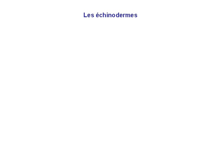 Les échinodermes 