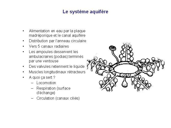 Le système aquifère • • Alimentation en eau par la plaque madréporique et le