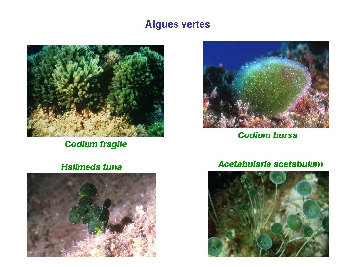 Algues vertes Codium fragile Halimeda tuna Codium bursa Acetabularia acetabulum 