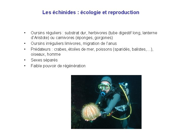 Les échinides : écologie et reproduction • • • Oursins réguliers : substrat dur,