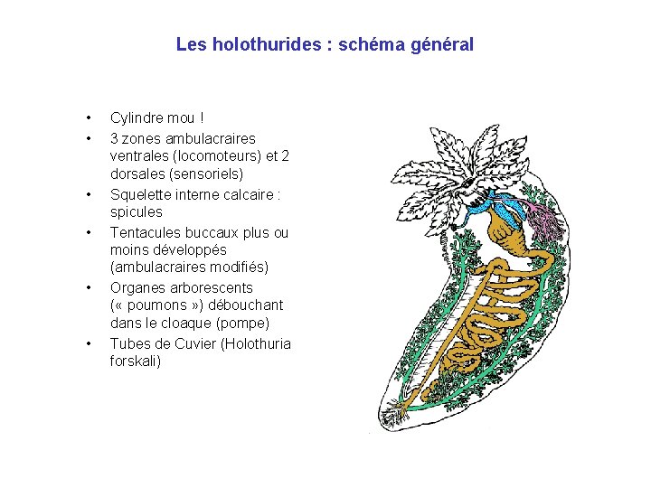 Les holothurides : schéma général • • • Cylindre mou ! 3 zones ambulacraires