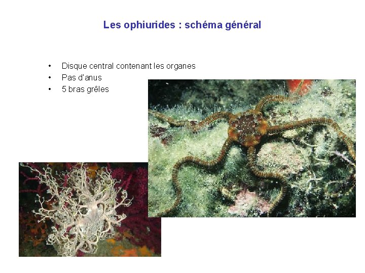 Les ophiurides : schéma général • • • Disque central contenant les organes Pas