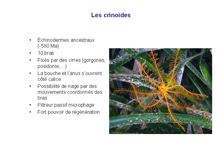 Les crinoïdes • • Échinodermes ancestraux (-580 Ma) 10 bras Fixés par des cirres