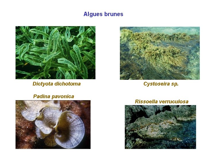 Algues brunes Dictyota dichotoma Padina pavonica Cystoseira sp. Rissoella verruculosa Algues brunes Dictyota dichotoma Padina pavonica Cystoseira sp. Rissoella verruculosa