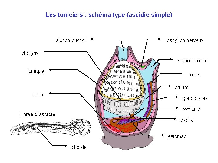 Les tuniciers : schéma type (ascidie simple) siphon buccal ganglion nerveux pharynx siphon cloacal