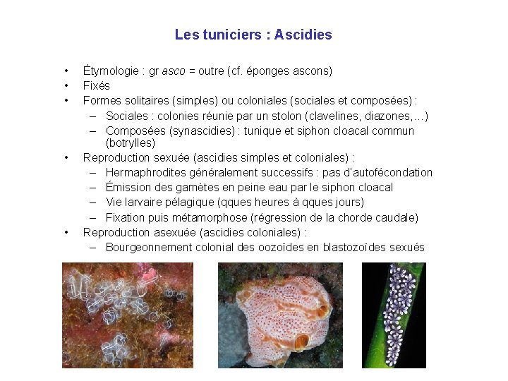 Les tuniciers : Ascidies • • • Étymologie : gr asco = outre (cf.