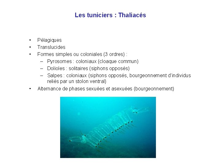 Les tuniciers : Thaliacés • • Pélagiques Translucides Formes simples ou coloniales (3 ordres)