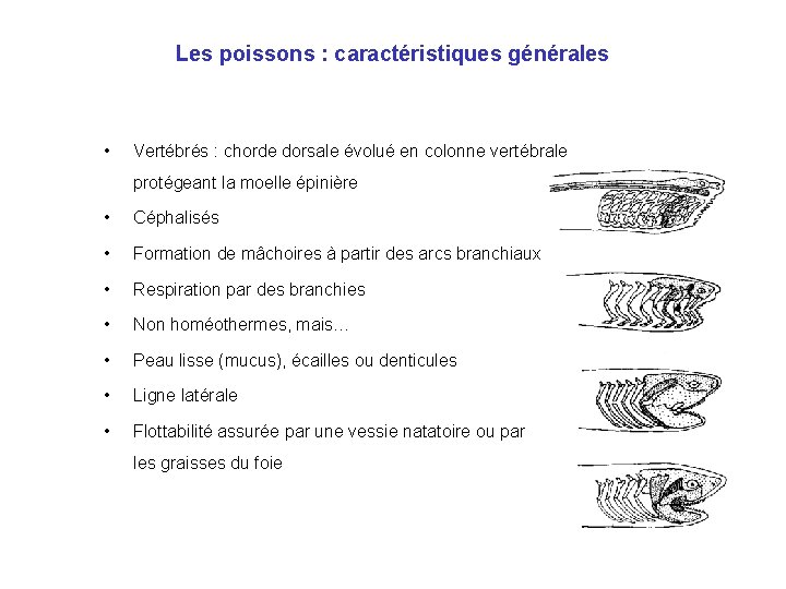 Les poissons : caractéristiques générales • Vertébrés : chorde dorsale évolué en colonne vertébrale