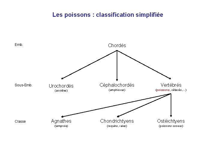 Les poissons : classification simplifiée Emb. Sous-Emb. Classe Chordés Céphalochordés Vertébrés (ascidies) (amphioxus) (poissons,