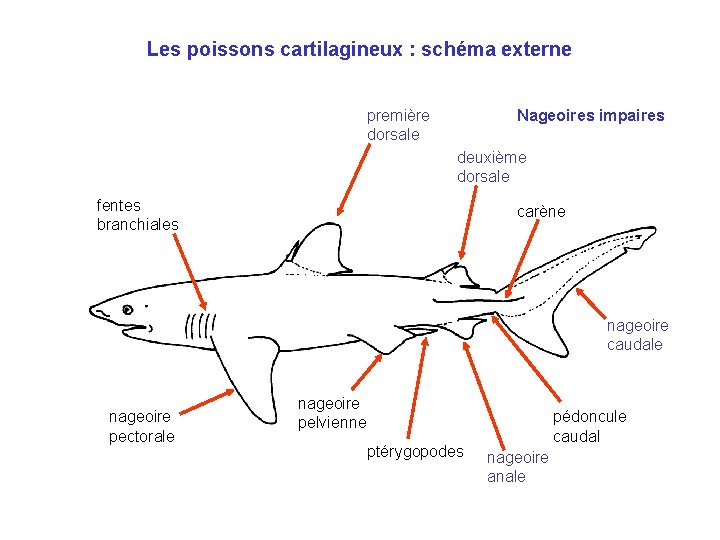 Les poissons cartilagineux : schéma externe première dorsale Nageoires impaires deuxième dorsale fentes branchiales