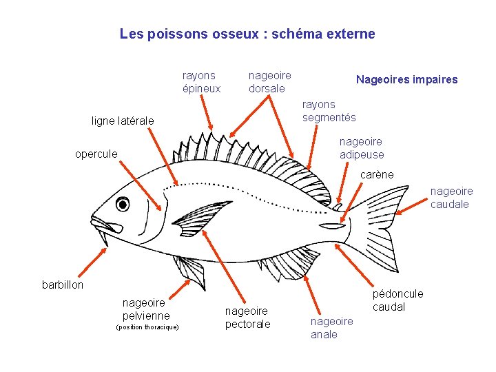 Les poissons osseux : schéma externe rayons épineux nageoire dorsale Nageoires impaires rayons segmentés