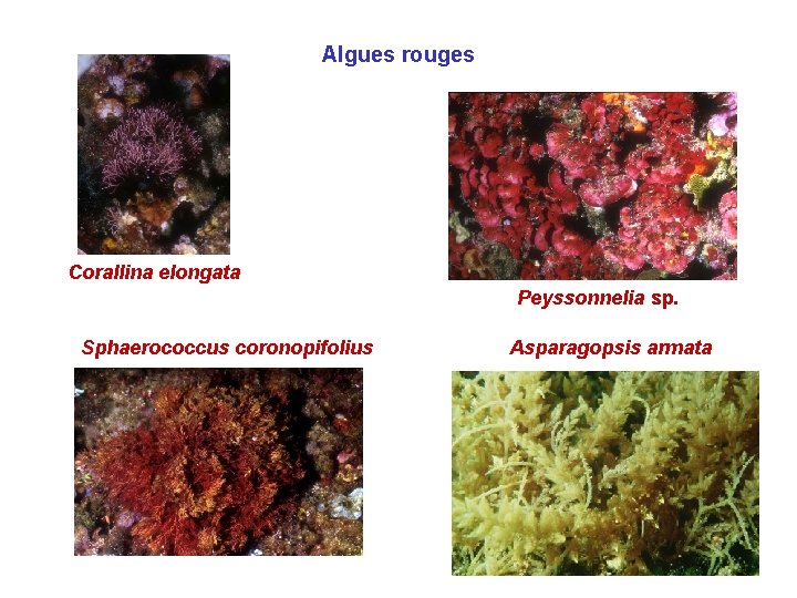 Algues rouges Corallina elongata Peyssonnelia sp. Sphaerococcus coronopifolius Asparagopsis armata 